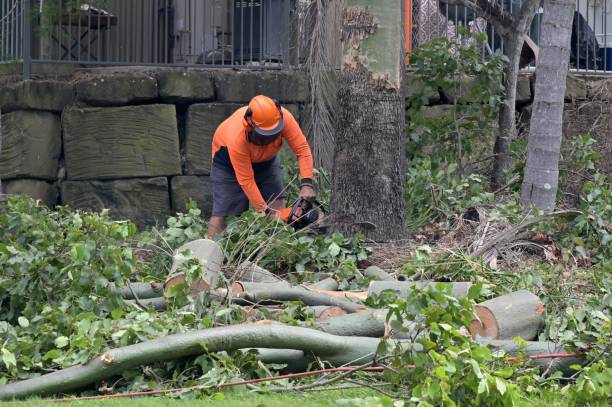 Egan, LA Tree Removal Company